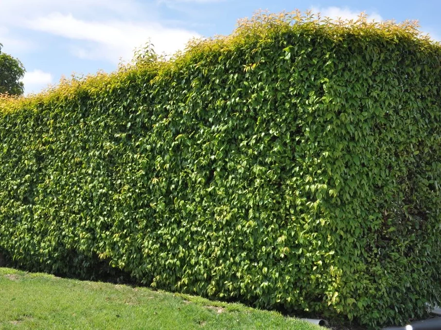 خدمة زراعة البنجامينا