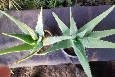 صبار طبيعي صبار Aloe elgonica الجونيكا