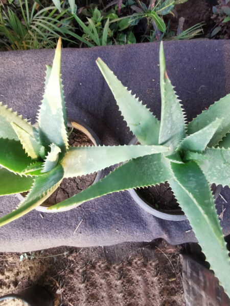 صبار طبيعي صبار Aloe elgonica الجونيكا