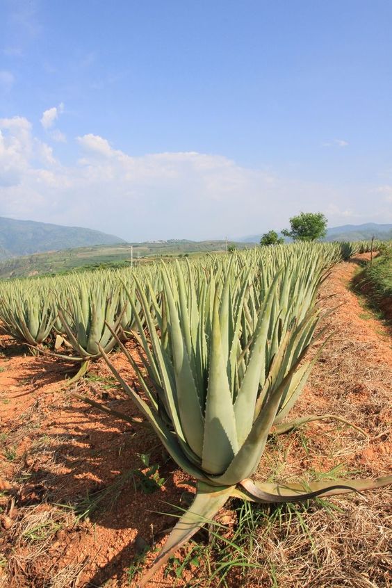 2 نبات صبار ألوفيرا متوسط الحجم - الصورة 3