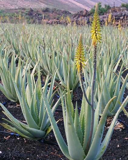 2 نبات صبار ألوفيرا متوسط الحجم - الصورة 5