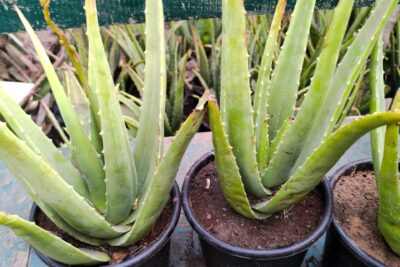 2 نبات صبار ألوفيرا متوسط الحجم