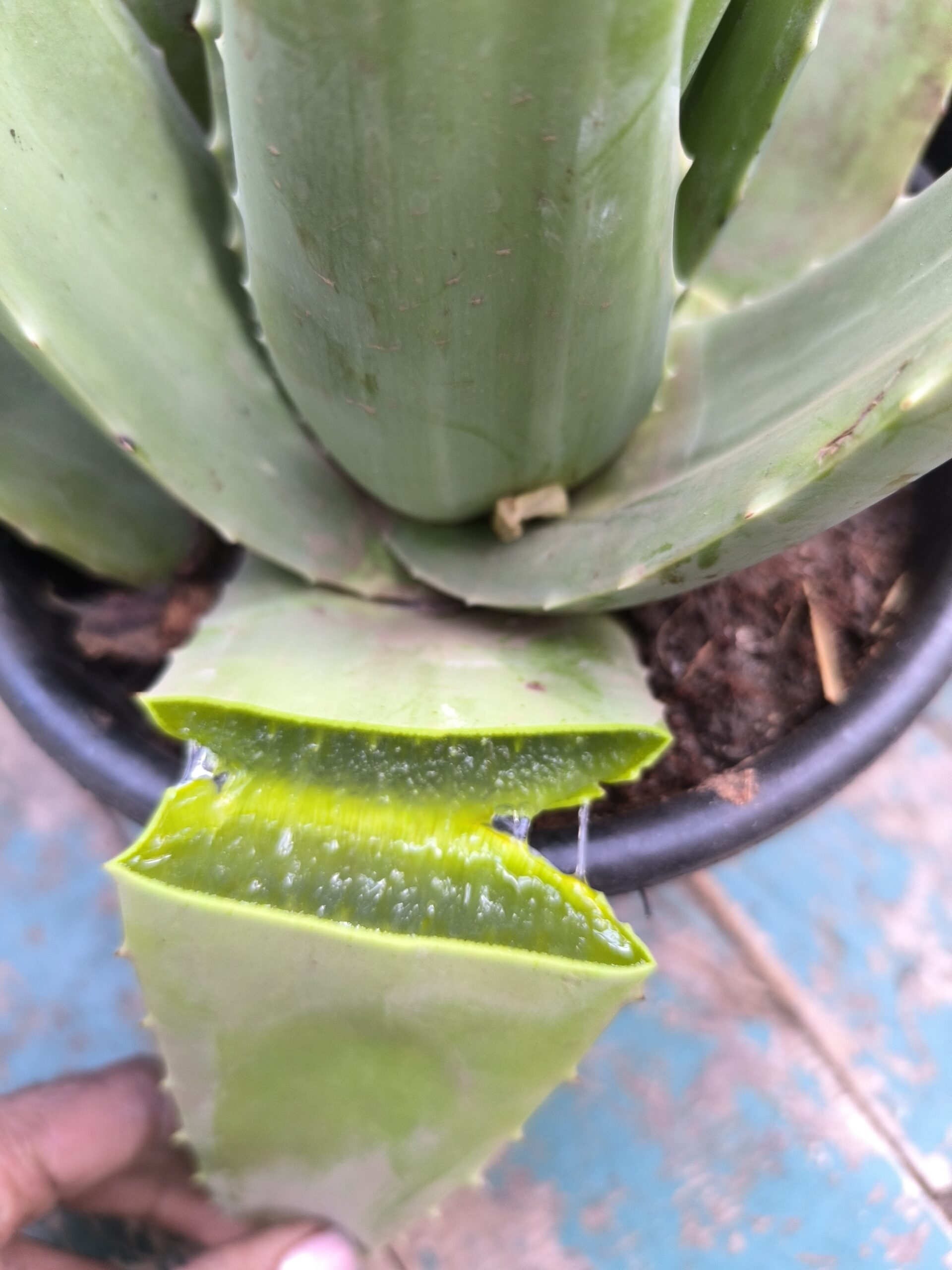 2 نبات صبار ألوفيرا متوسط الحجم - الصورة 2