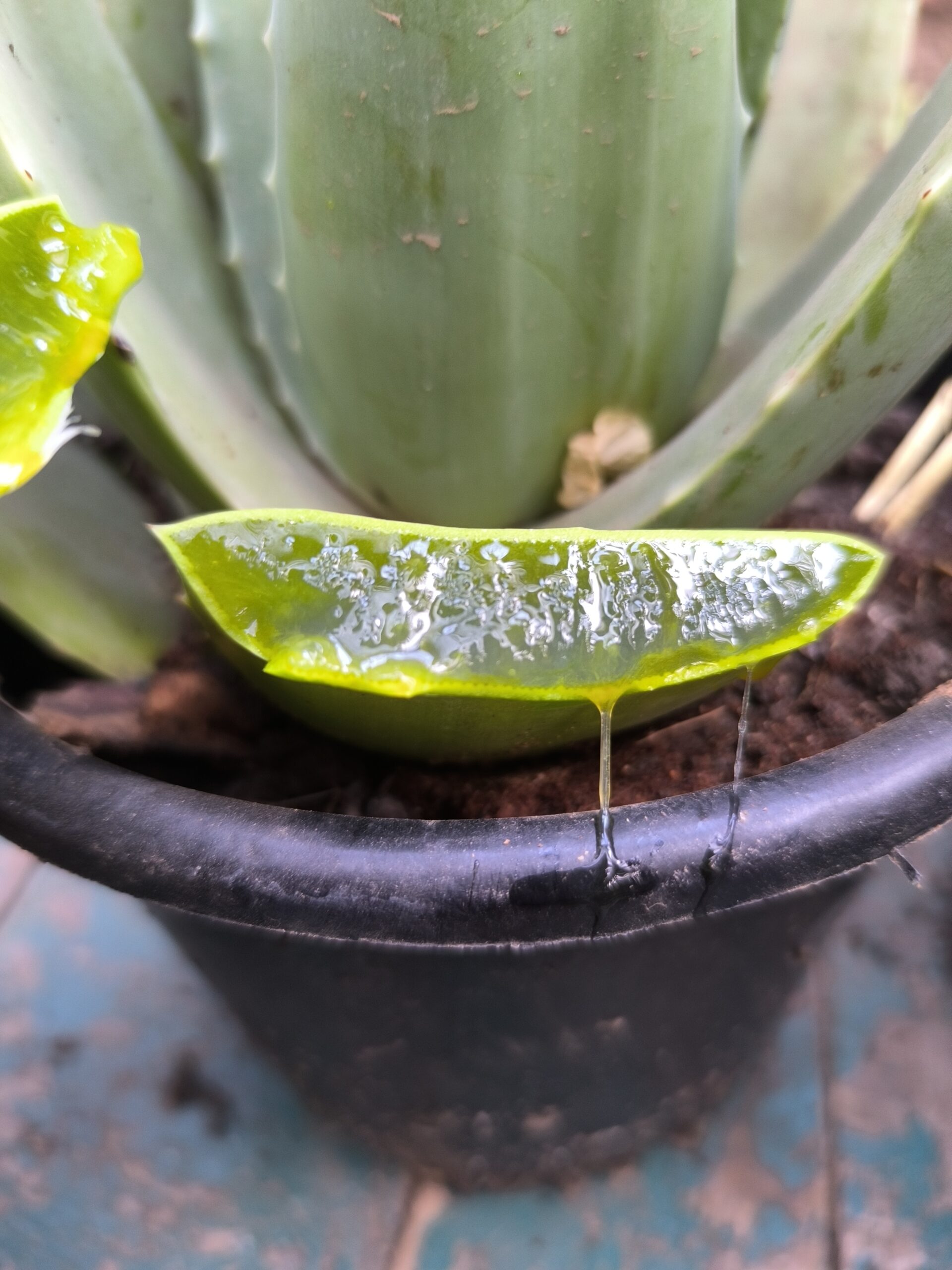 2 نبات صبار ألوفيرا متوسط الحجم - الصورة 8