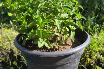 نعناع مزروع جاهز في اصيص قطره 26