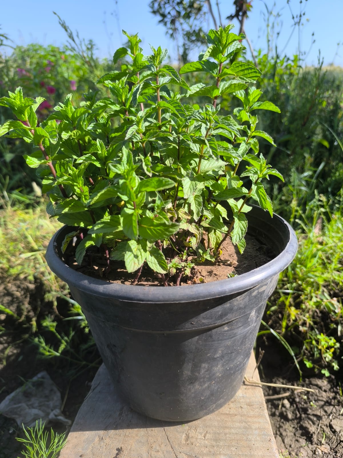 نعناع مزروع جاهز في اصيص قطره 26