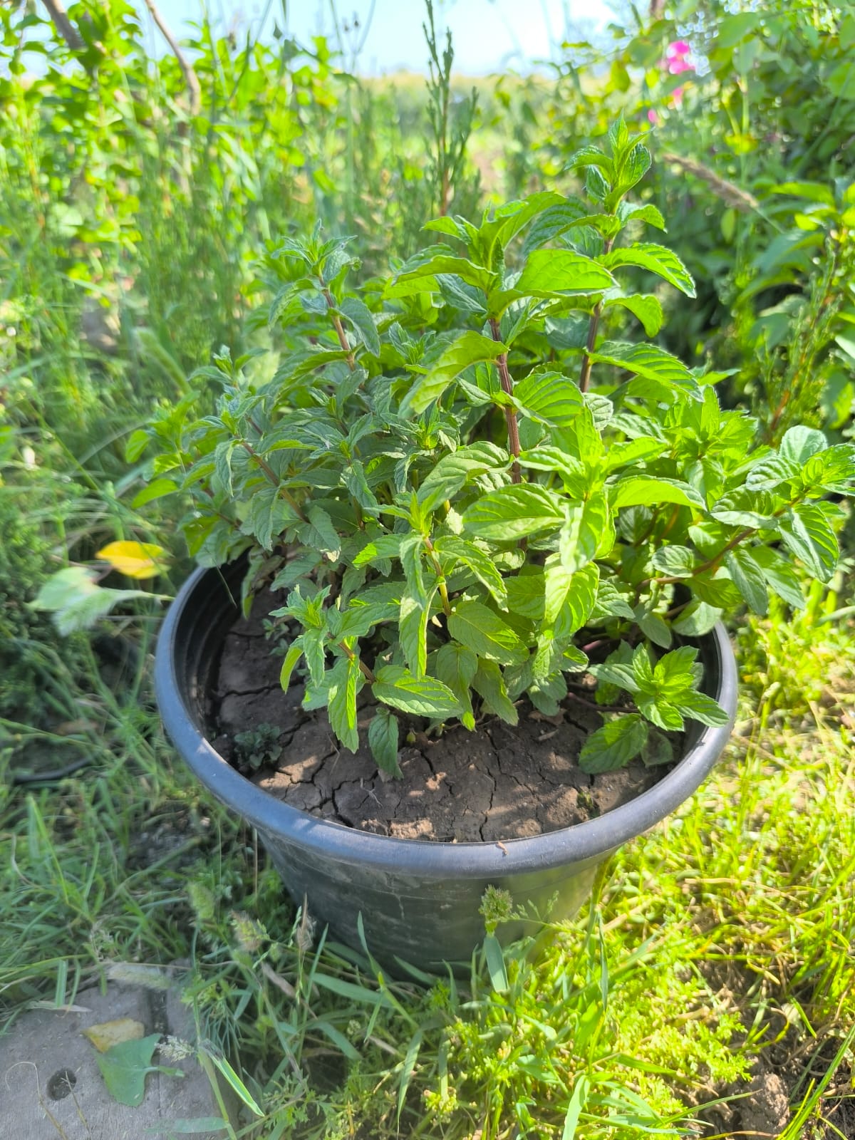 نعناع مزروع جاهز في اصيص قطره 26 - الصورة 4