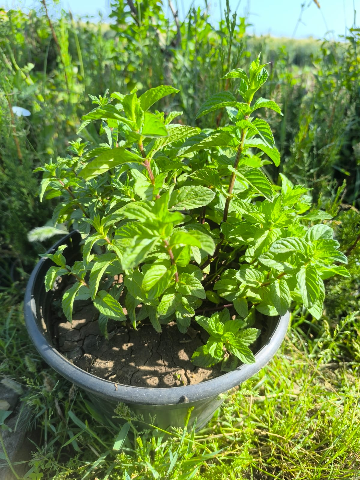 نعناع مزروع جاهز في اصيص قطره 26 - الصورة 3