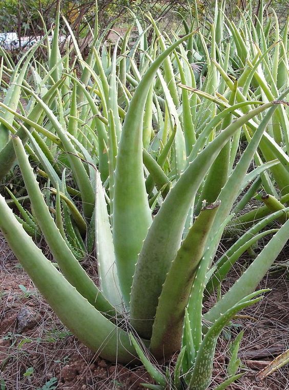 2 نبات صبار ألوفيرا متوسط الحجم - الصورة 6