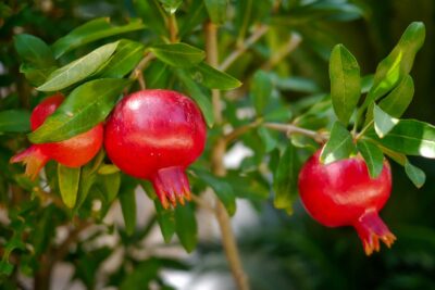 fruit, leaf, food-3036563.jpg