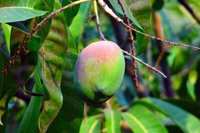 mango, mangifera indica, about ripe-321071.jpg