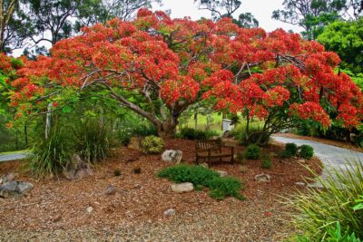 poinciana, blossom, spring-4714343.jpg