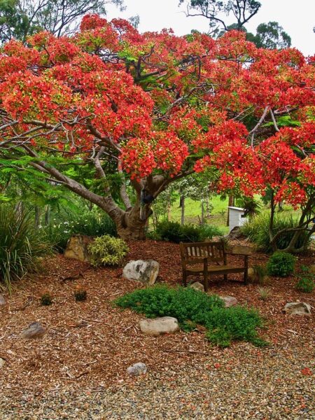 poinciana, blossom, spring-4714343.jpg