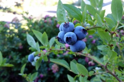 rubel blueberry, blueberry, fruit-2918485.jpg