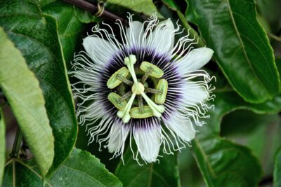 passion flower, white flowers, bloom-588757.jpg