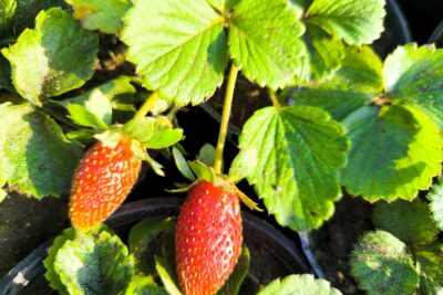 10 شتلات فرولة صغيرة جاهزة للزراعة المنزلية