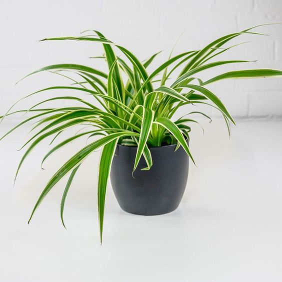 2 نبات العنكبوت للزراعة داخل الغرف والمكاتب والحمام وأماكن الظل منقي طبيعي للهواء - الصورة 4