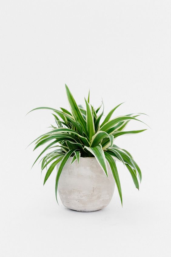 2 نبات العنكبوت للزراعة داخل الغرف والمكاتب والحمام وأماكن الظل منقي طبيعي للهواء - الصورة 8