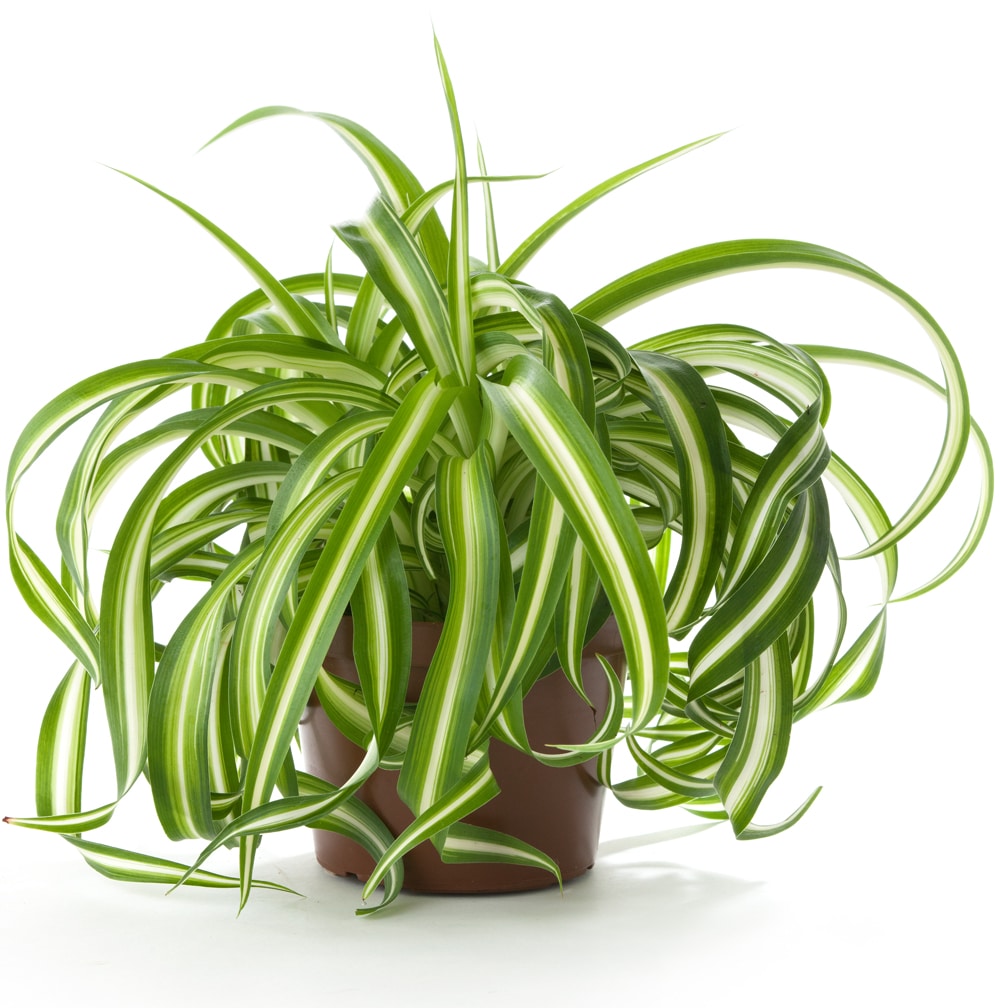 2 نبات العنكبوت للزراعة داخل الغرف والمكاتب والحمام وأماكن الظل منقي طبيعي للهواء - الصورة 10