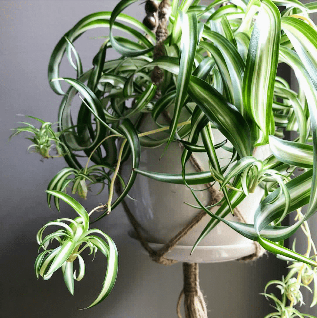 2 نبات العنكبوت للزراعة داخل الغرف والمكاتب والحمام وأماكن الظل منقي طبيعي للهواء - الصورة 11