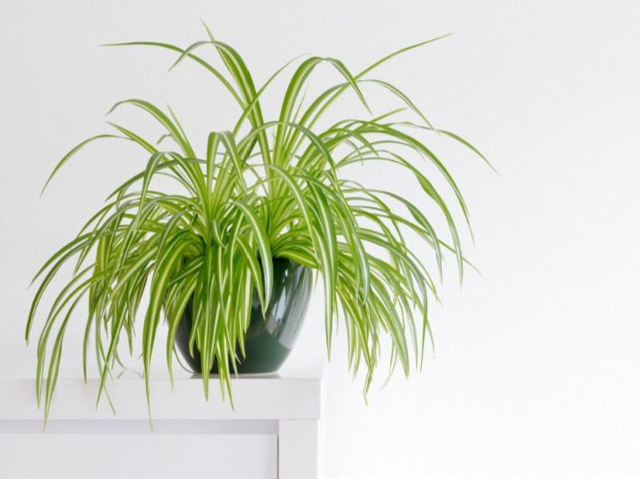 2 نبات العنكبوت للزراعة داخل الغرف والمكاتب والحمام وأماكن الظل منقي طبيعي للهواء - الصورة 12