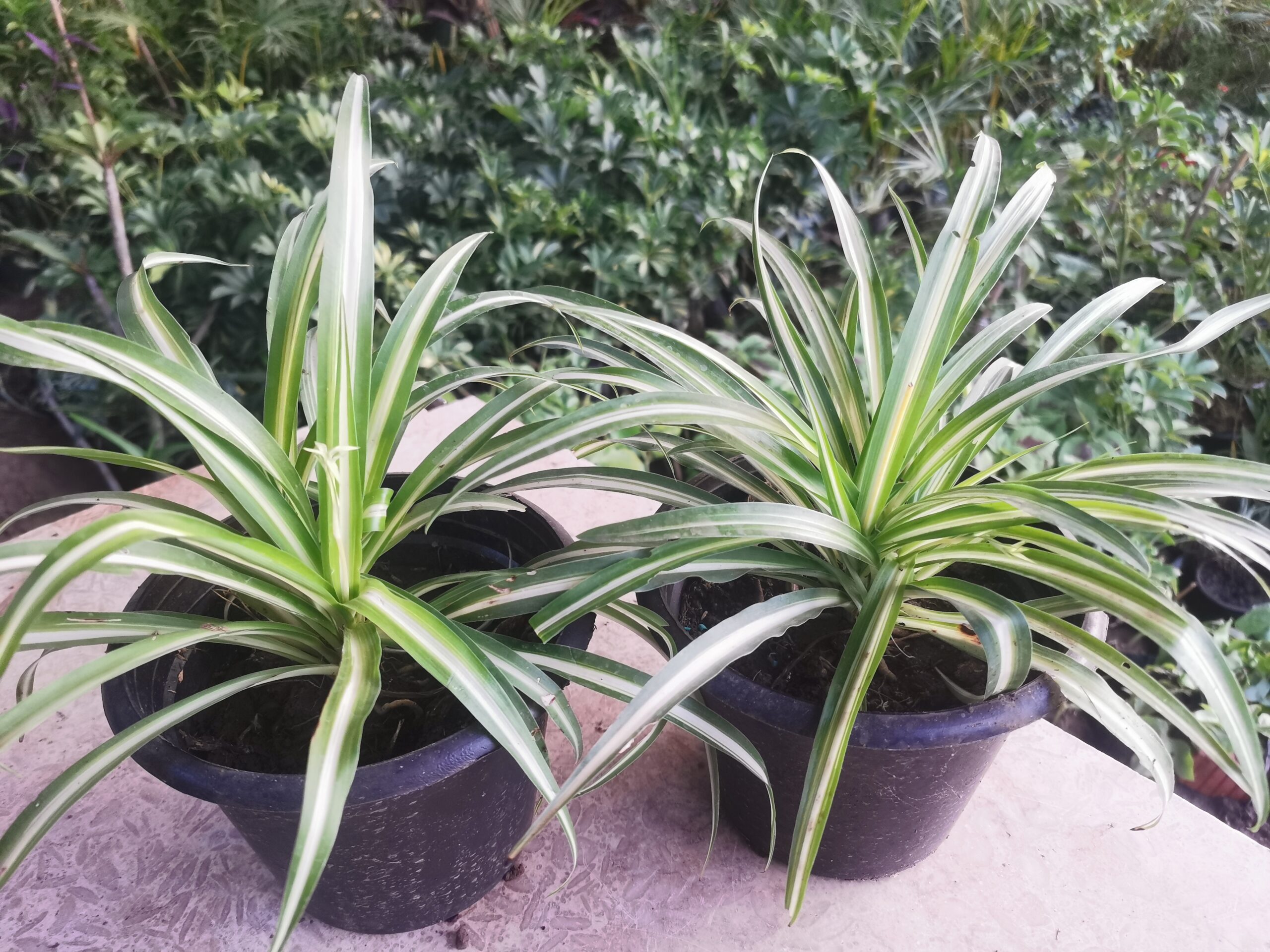 2 نبات العنكبوت للزراعة داخل الغرف والمكاتب والحمام وأماكن الظل منقي طبيعي للهواء