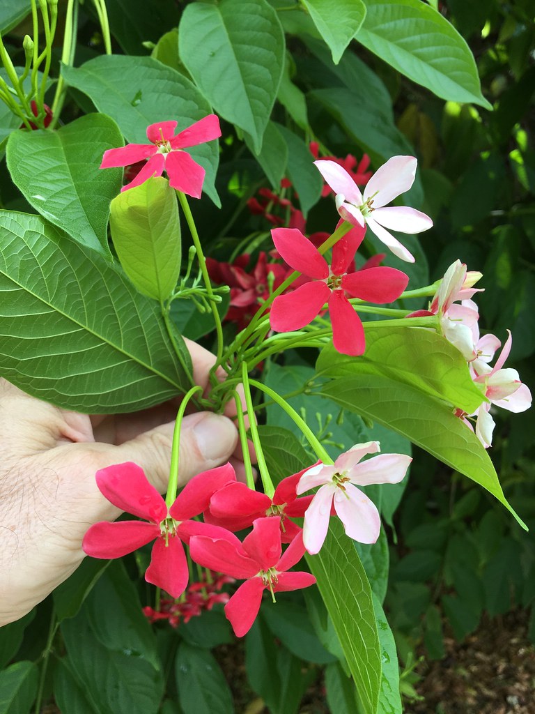 2 شتلات الياسمين الأحمر ويسمى ب Quisqualis Indica و Rangoon Creeper - الصورة 2