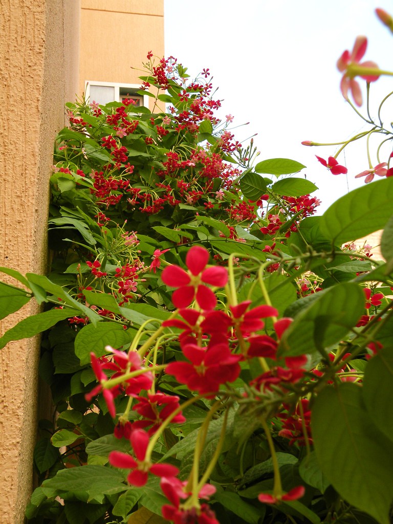 2 شتلات الياسمين الأحمر ويسمى ب Quisqualis Indica و Rangoon Creeper