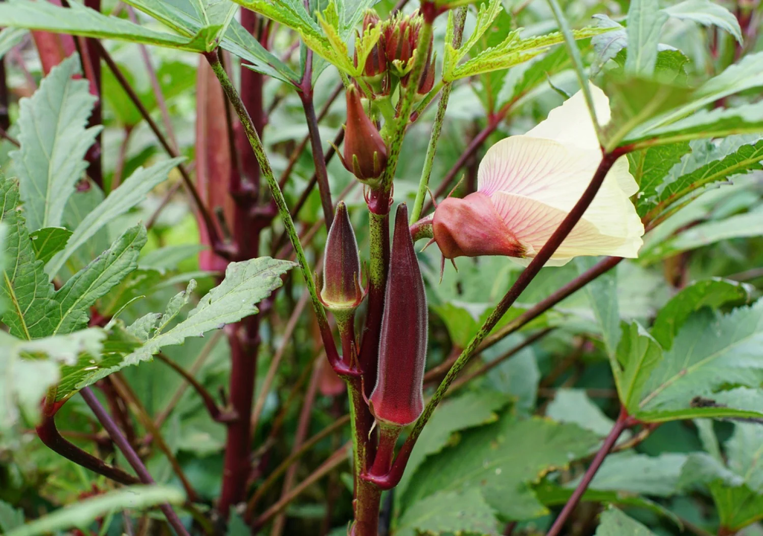 بذور بامية Okra عالية الجودة 200 جرام للزراعة المنزلية والحدائق والحقول - الصورة 10
