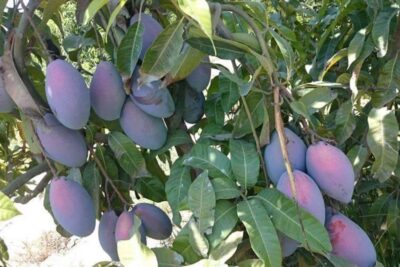 شجرة مانجو للزراعة المنزلية صنف اوستن الأجنبي غزير الإنتاجية