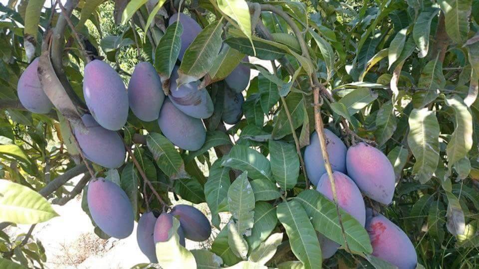 شجرة مانجو للزراعة المنزلية صنف اوستن الأجنبي غزير الإنتاجية