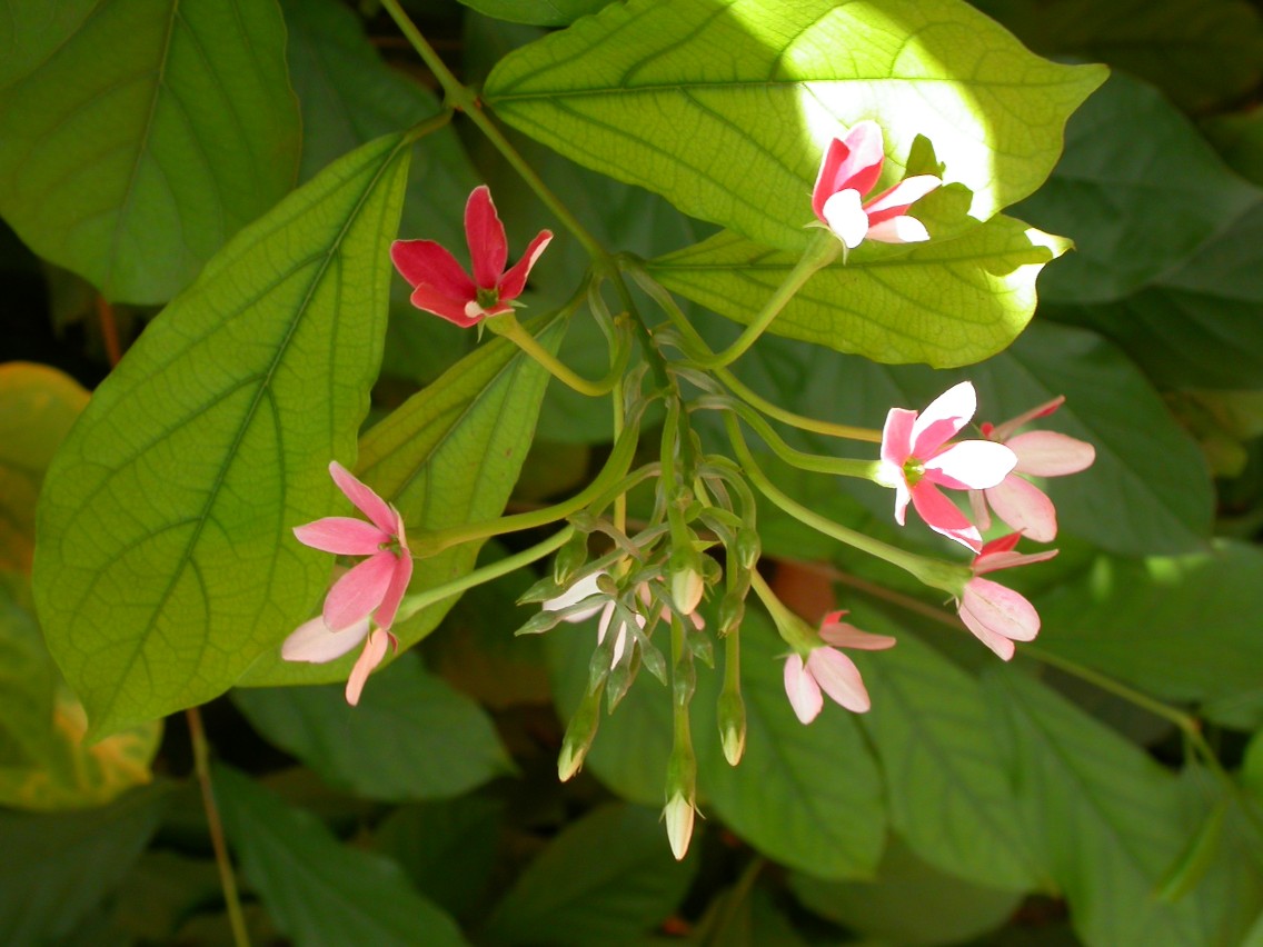 2 شتلات الياسمين الأحمر ويسمى ب Quisqualis Indica و Rangoon Creeper - الصورة 7