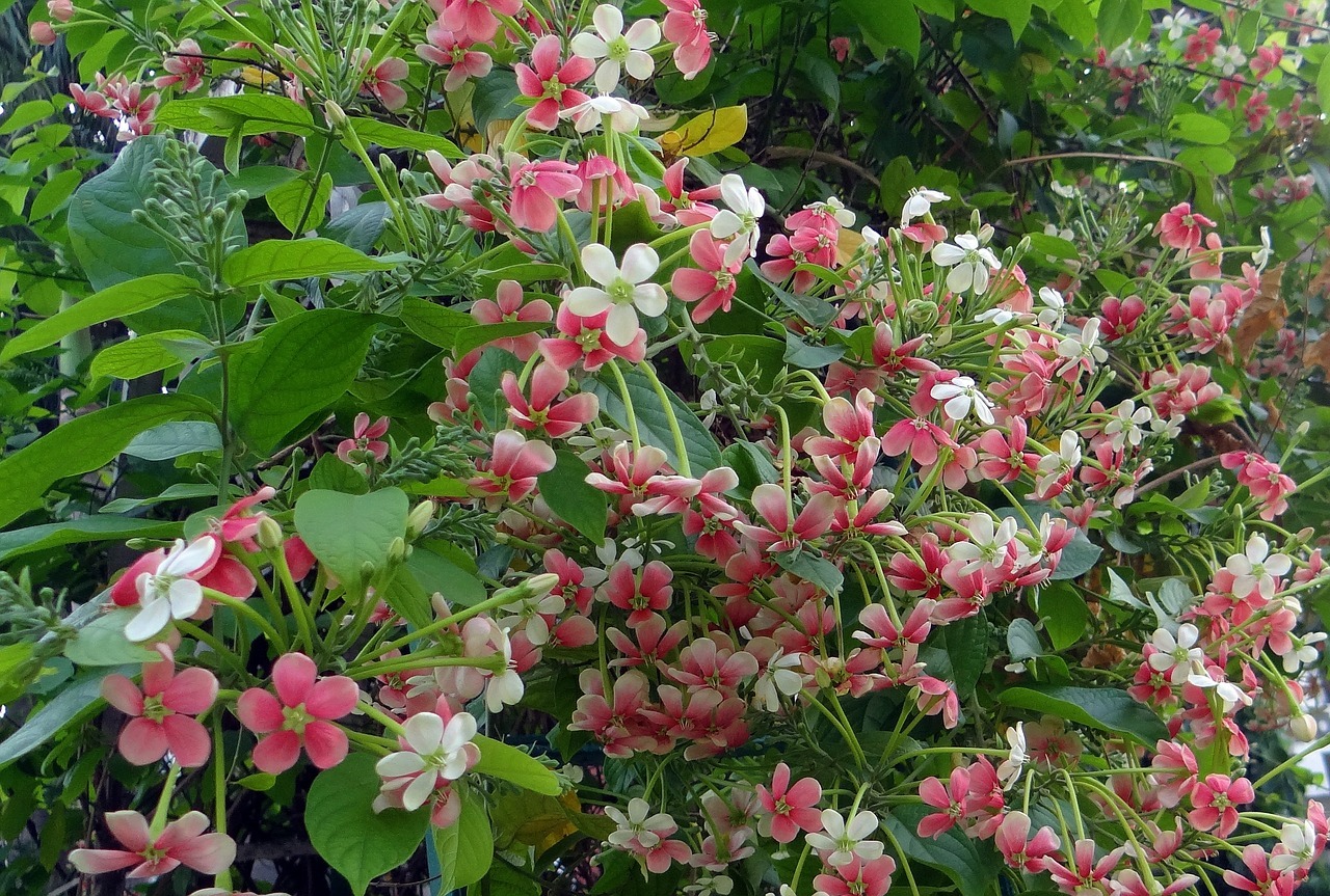 rangoon creeper, burma creeper, nature