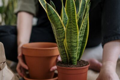 Person in Black Shorts Standing Beside Green Plant