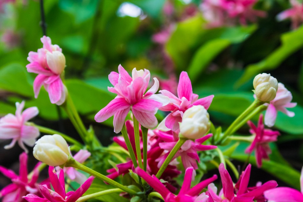 2 شتلات الياسمين الأحمر ويسمى ب Quisqualis Indica و Rangoon Creeper - الصورة 4