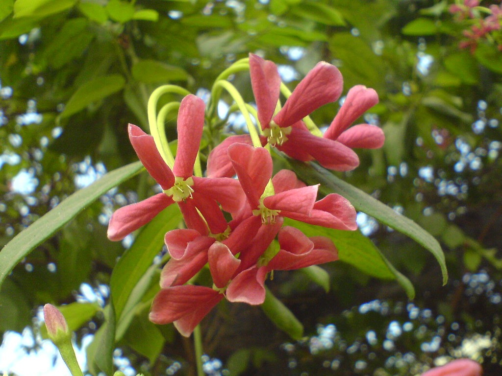 2 شتلات الياسمين الأحمر ويسمى ب Quisqualis Indica و Rangoon Creeper - الصورة 5