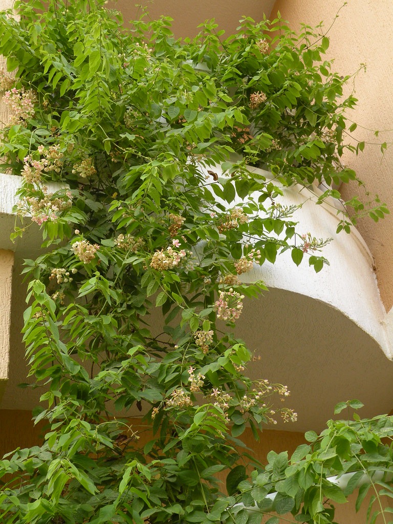 2 شتلات الياسمين الأحمر ويسمى ب Quisqualis Indica و Rangoon Creeper - الصورة 3