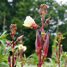 بذور بامية Okra عالية الجودة 200 جرام للزراعة المنزلية والحدائق والحقول - الصورة 7