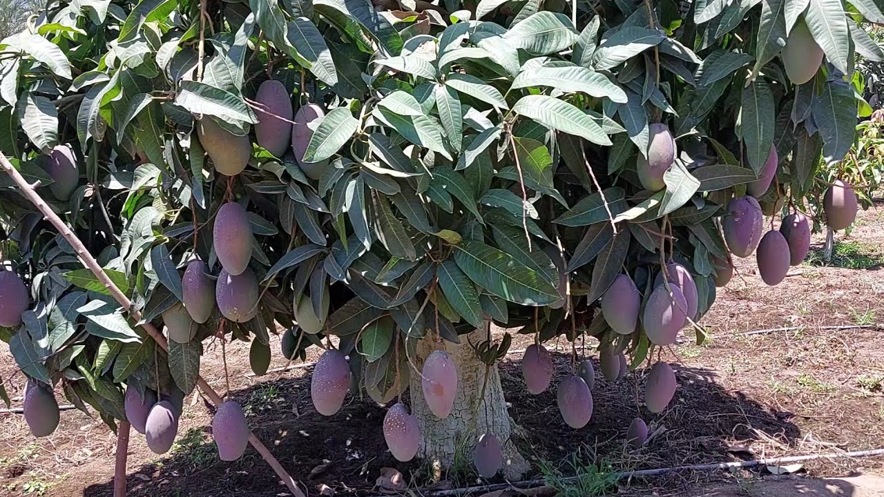 شجرة مانجو للزراعة المنزلية صنف اوستن الأجنبي غزير الإنتاجية - الصورة 3