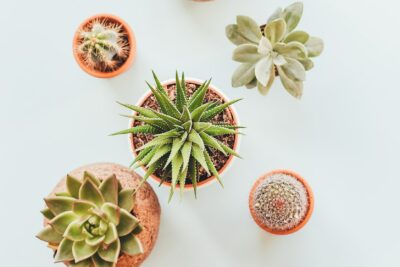 assorted succulents in clay pots