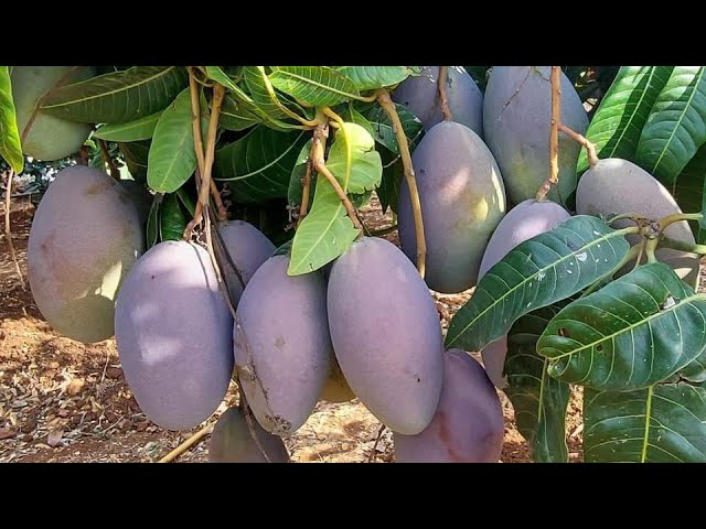 شجرة مانجو للزراعة المنزلية صنف اوستن الأجنبي غزير الإنتاجية - الصورة 4