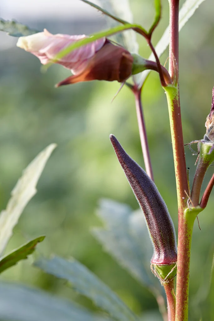 بذور بامية Okra عالية الجودة 200 جرام للزراعة المنزلية والحدائق والحقول - الصورة 9