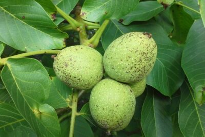 walnut, tree, fruit-195197.jpg