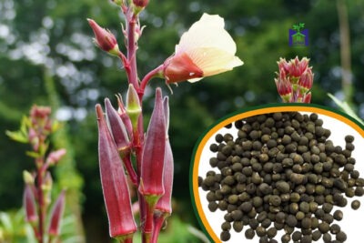 بذور بامية Okra عالية الجودة 200 جرام للزراعة المنزلية والحدائق والحقول