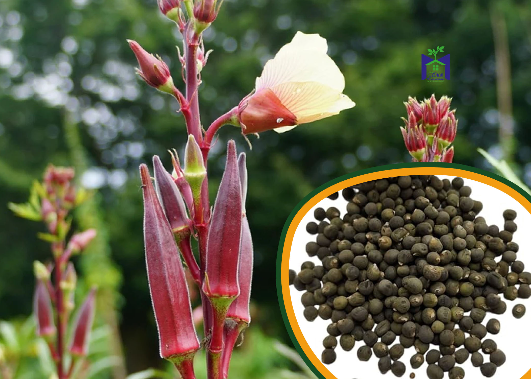 بذور بامية Okra عالية الجودة 200 جرام للزراعة المنزلية والحدائق والحقول