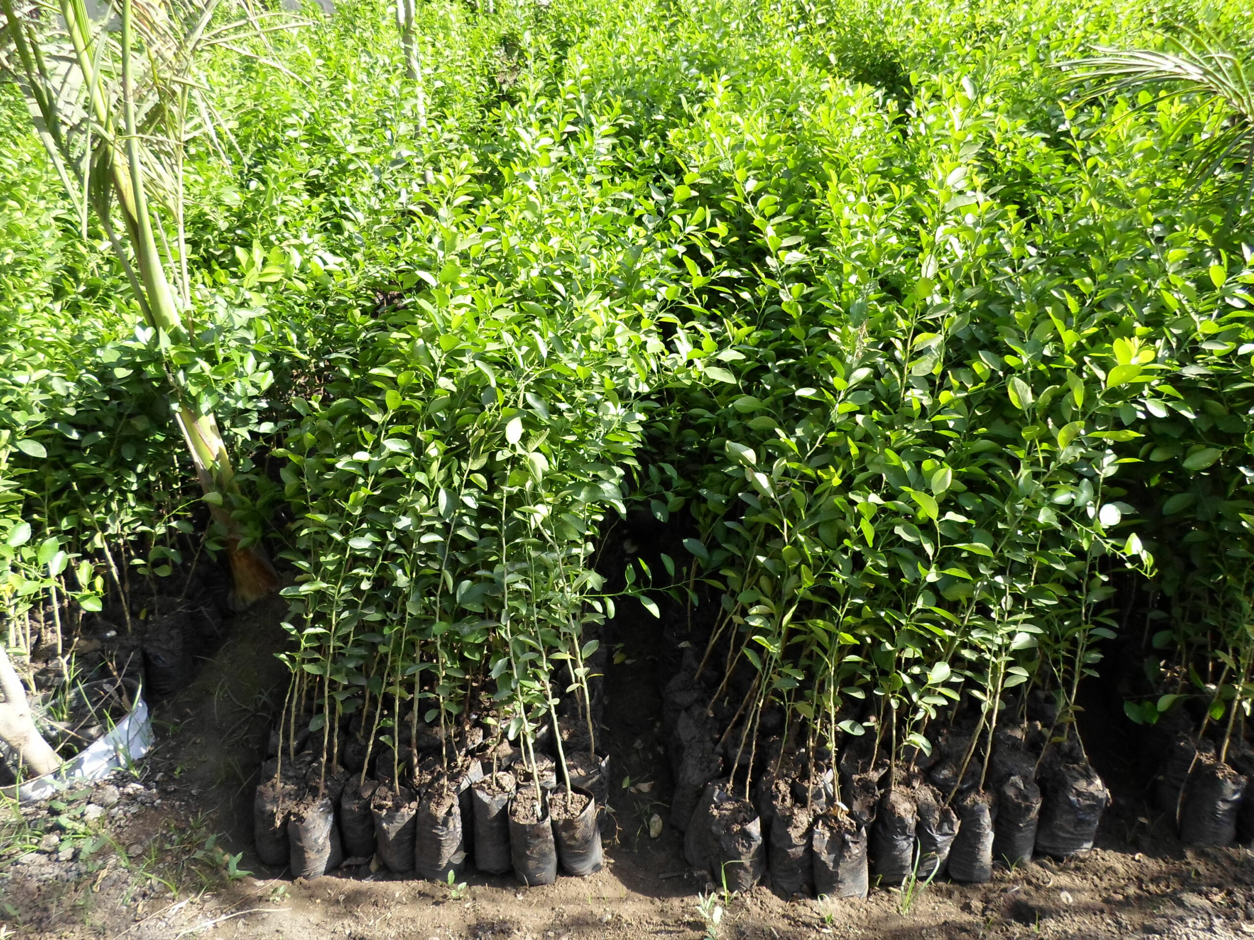 4 أشجار ليمون مزروعة من البذرة لعمل تسوير شجري للحديقة وستثمر عدة مرات في السنة