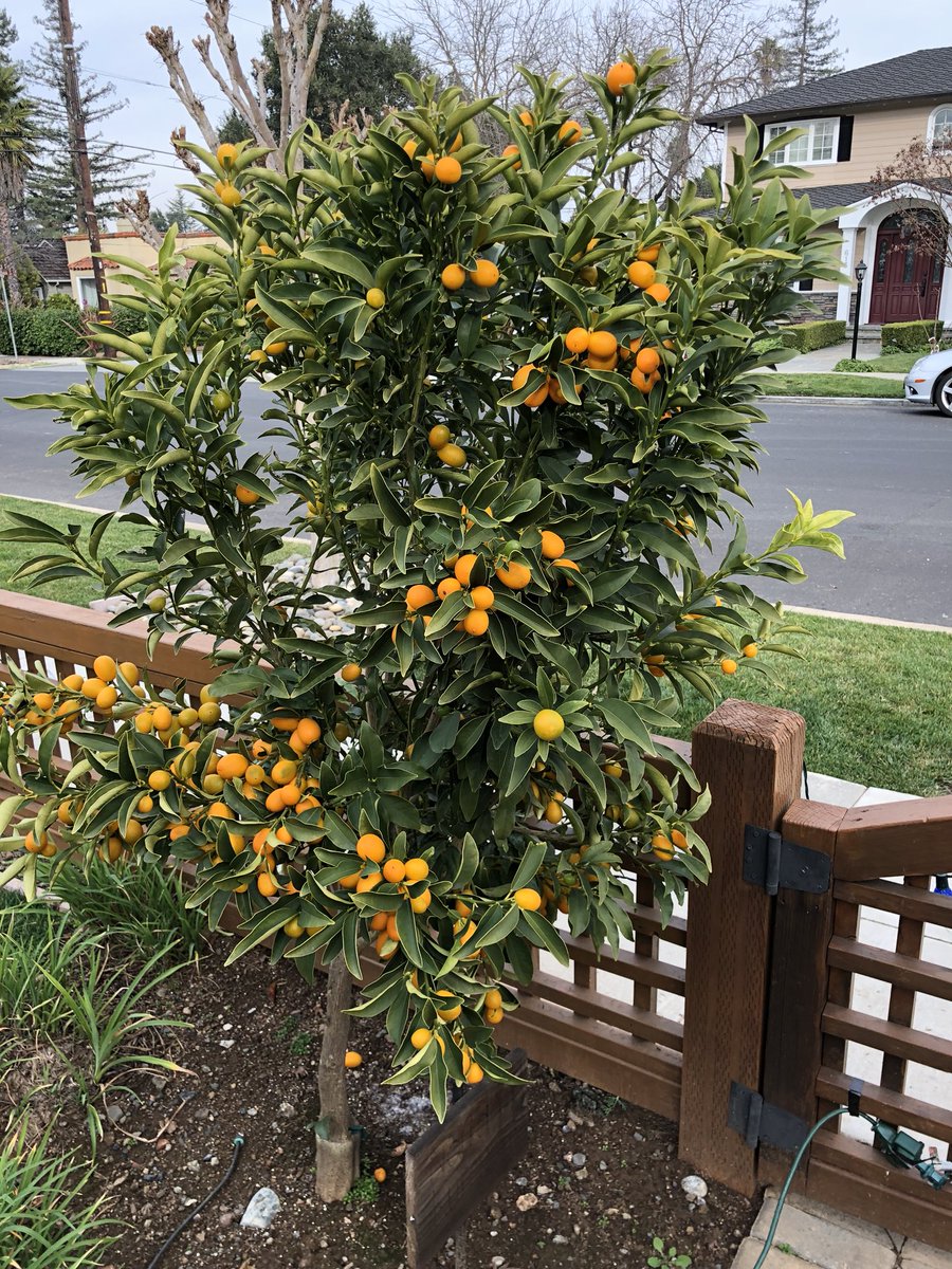 شجرة الكمكوات Kumquat عليها ثمار ، مقزمة للبلكونات والحدائق - الصورة 3