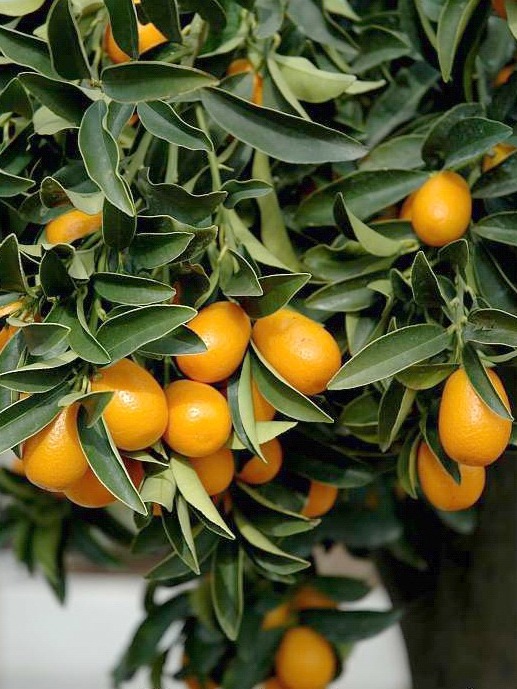 شجرة الكمكوات Kumquat عليها ثمار ، مقزمة للبلكونات والحدائق