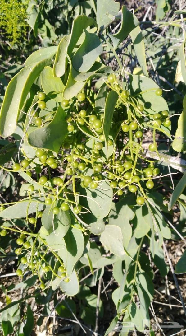 2 شتلة شجرة الأراك للزراعة في الحديقة أو في البلكونة في اصيص عميق - الصورة 5