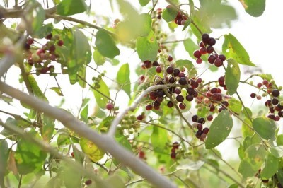 2 شتلة شجرة الأراك للزراعة في الحديقة أو في البلكونة في اصيص عميق - الصورة 6